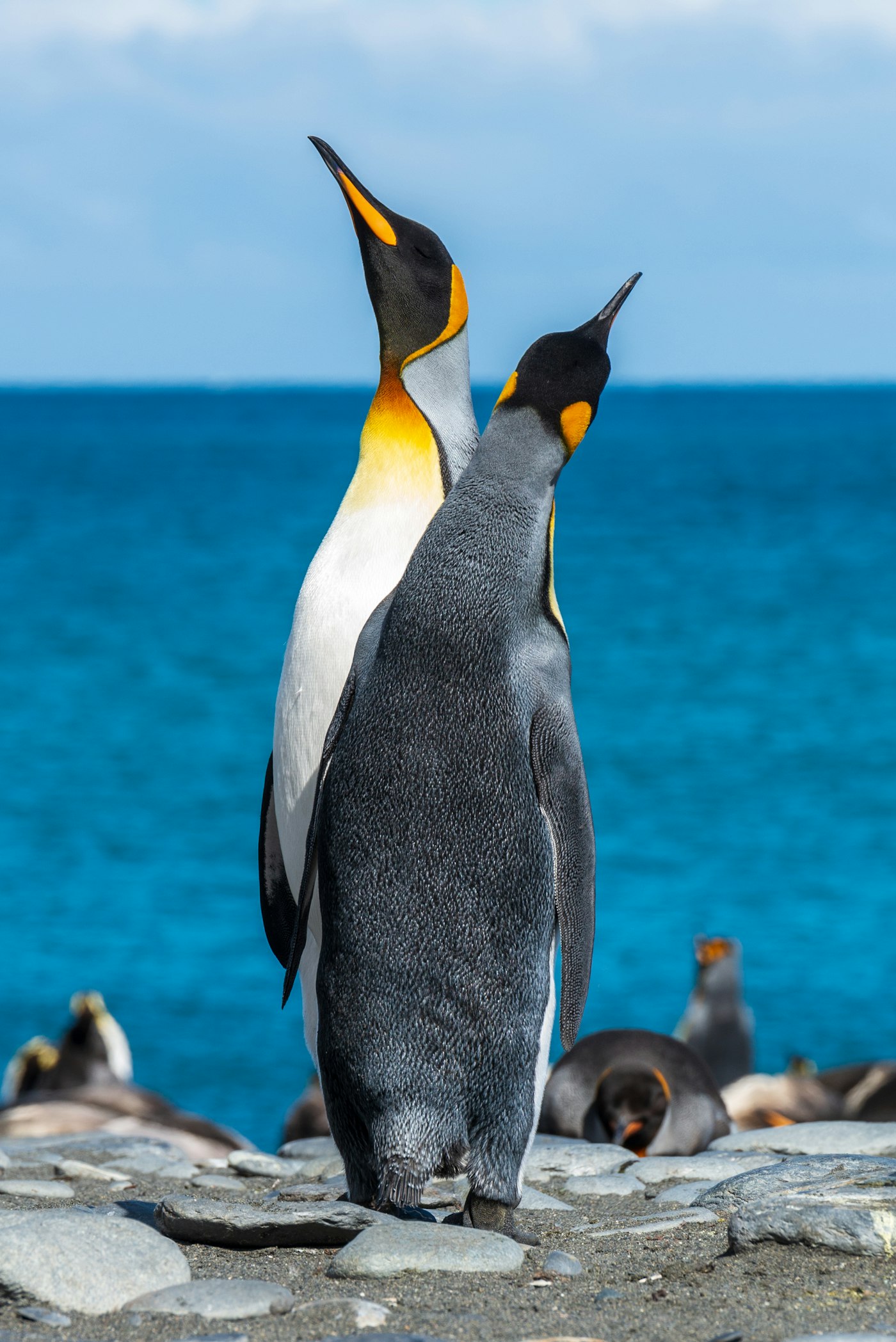 Pingüinos rey frente al mar en la Antártida