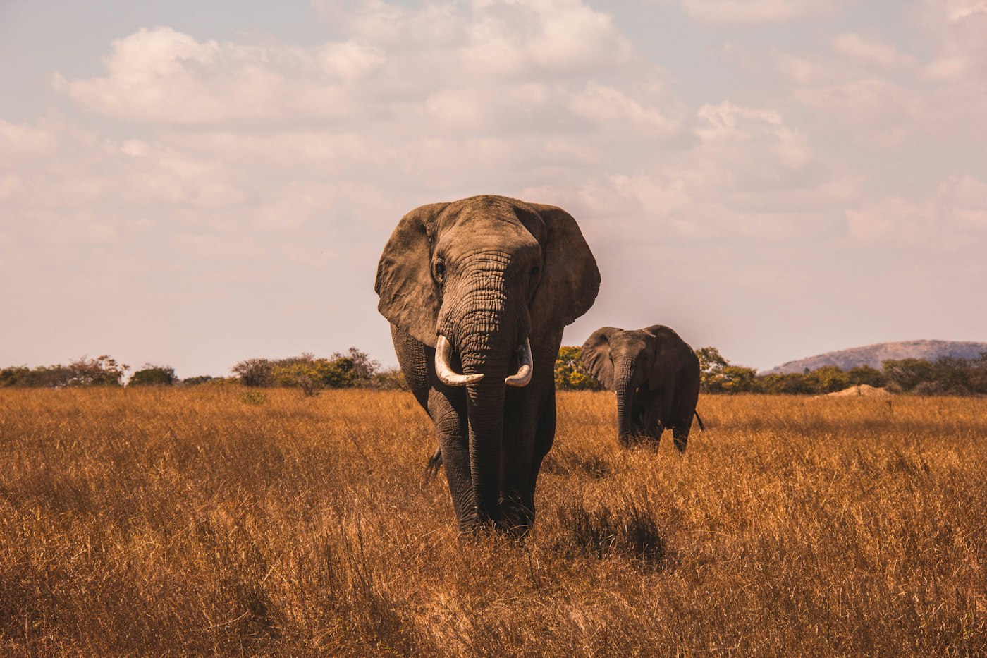 Elefante africano con su cría en la sabana