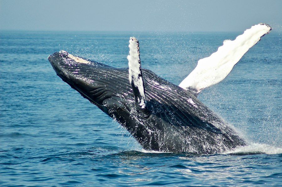 Fauna endémica de las islas Galápagos